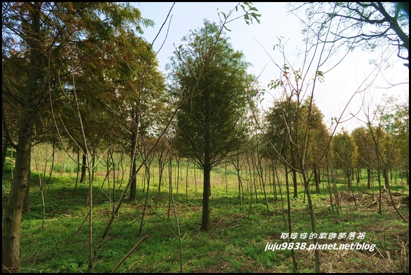 秀才登山步道75.JPG 秀才登山步道75.JPG