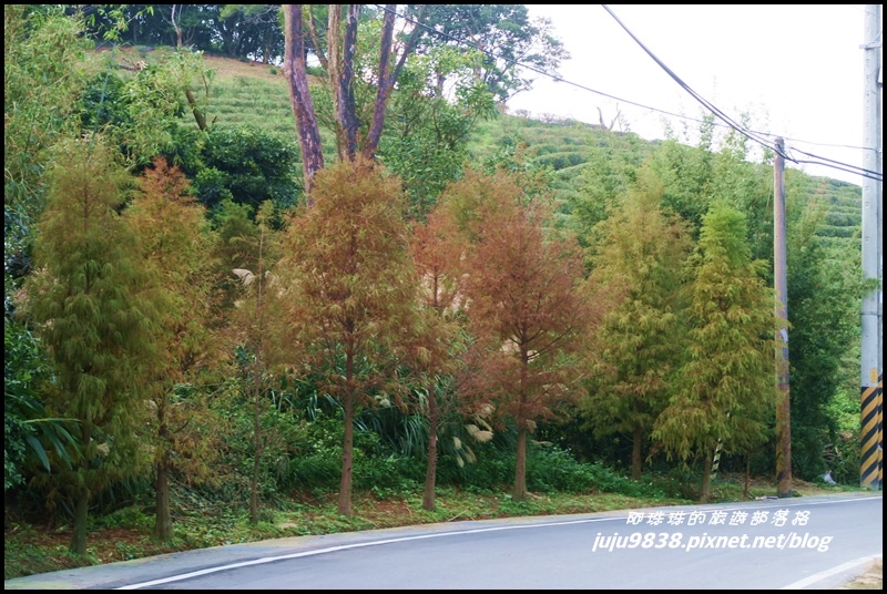 秀才登山步道79.JPG 秀才登山步道79.JPG