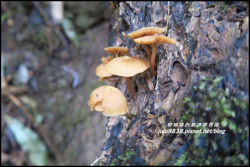 霞喀羅古道38.JPG 霞喀羅古道38.JPG