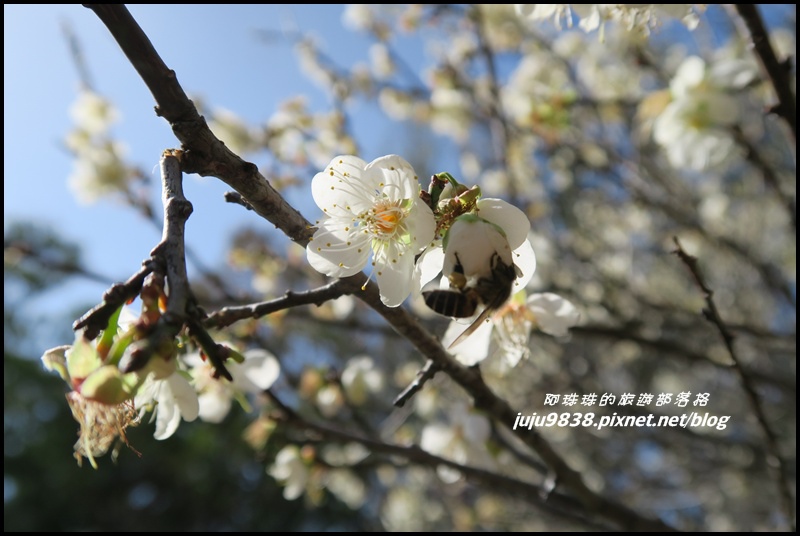 角板山11.JPG 角板山11.JPG