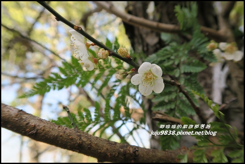 角板山24.JPG 角板山24.JPG