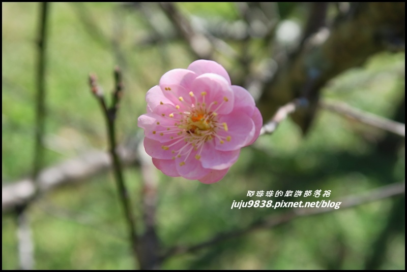 角板山26.JPG 角板山26.JPG