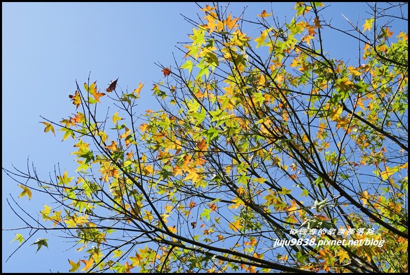 角板山32.JPG 角板山32.JPG