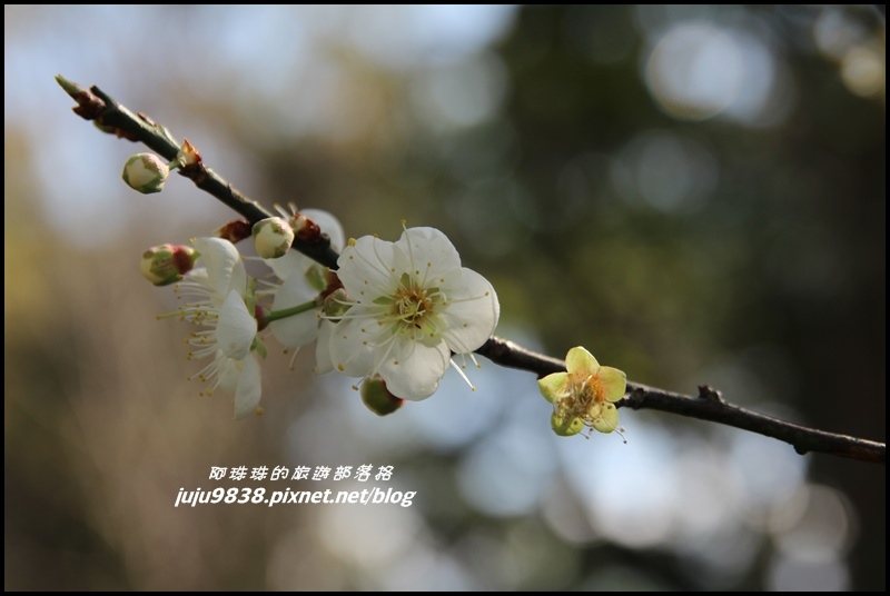 角板山40.JPG 角板山40.JPG