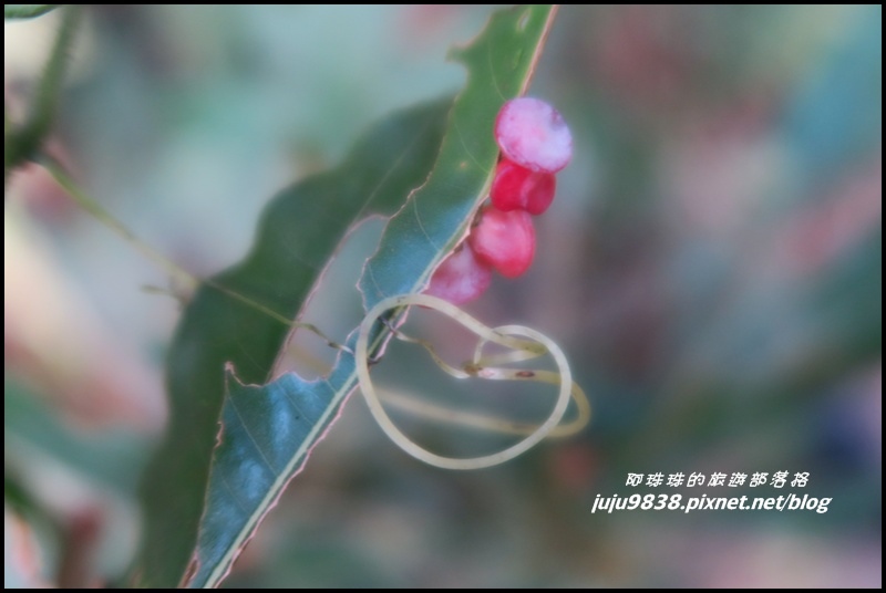 山上人家15.JPG 山上人家15.JPG