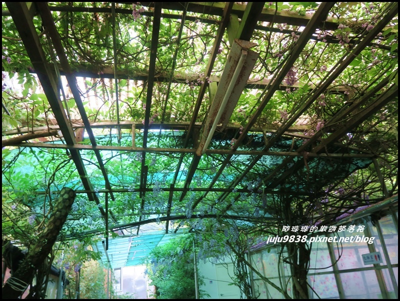 竹子湖2.JPG 竹子湖2.JPG