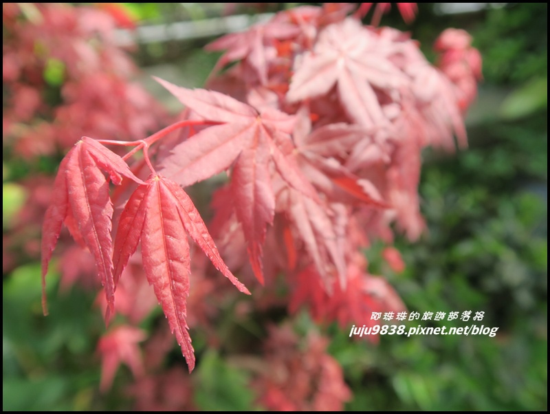 竹子湖6.JPG 竹子湖6.JPG