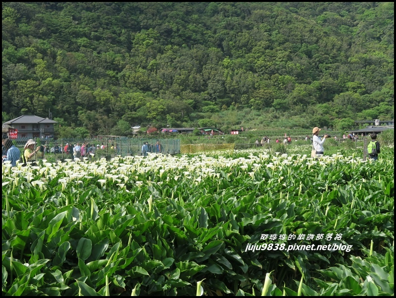 竹子湖8.JPG 竹子湖8.JPG