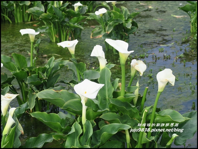 竹子湖12.JPG 竹子湖12.JPG