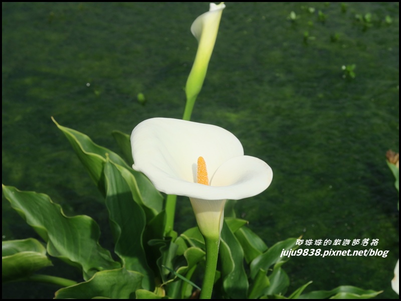 竹子湖11.JPG 竹子湖11.JPG