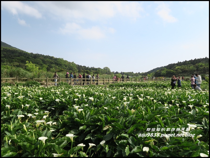 竹子湖13.JPG 竹子湖13.JPG