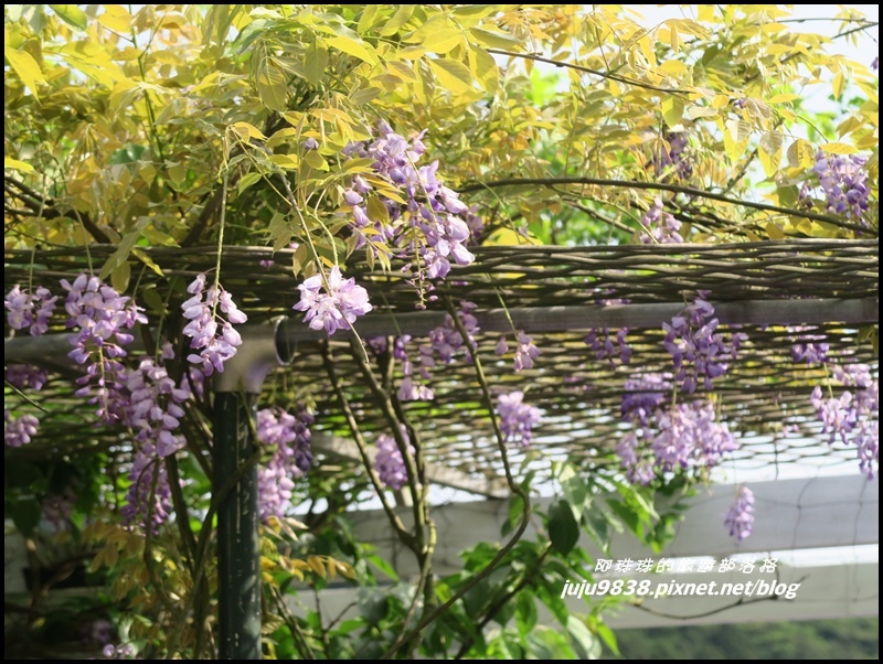 竹子湖16.JPG 竹子湖16.JPG