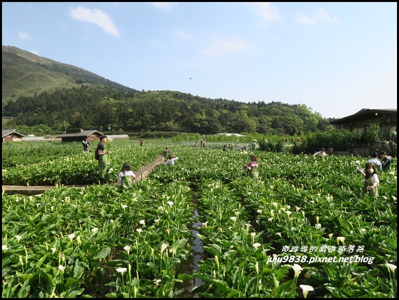 竹子湖21.JPG 竹子湖21.JPG