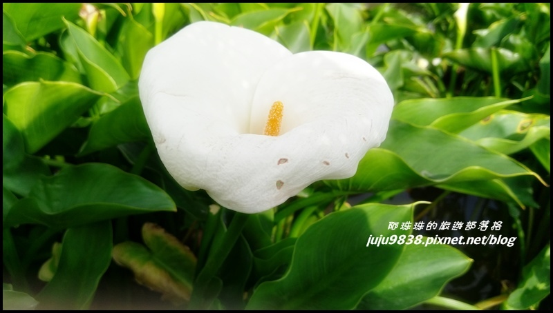 竹子湖24.jpg 竹子湖24.jpg