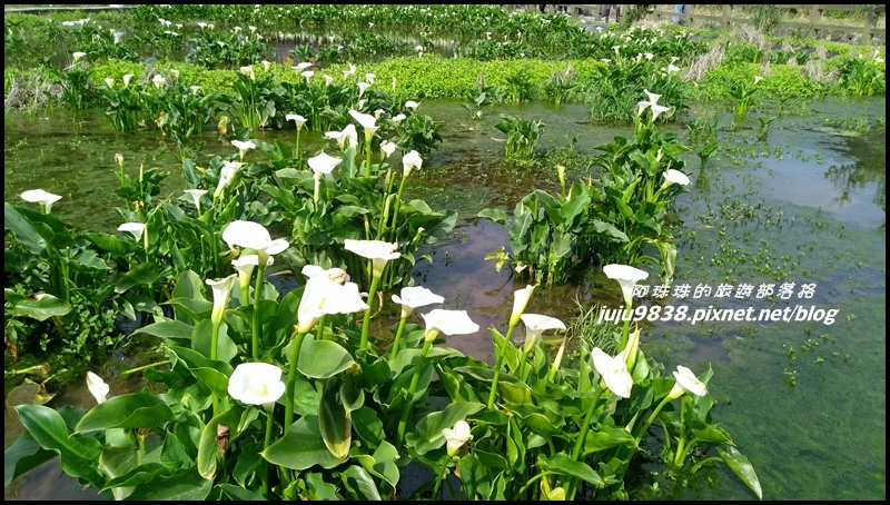 竹子湖22.jpg 竹子湖22.jpg