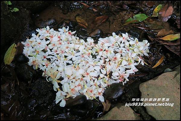 齋明寺古道20.JPG 齋明寺古道20.JPG
