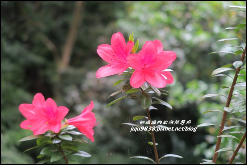 齋明寺古道23.JPG 齋明寺古道23.JPG