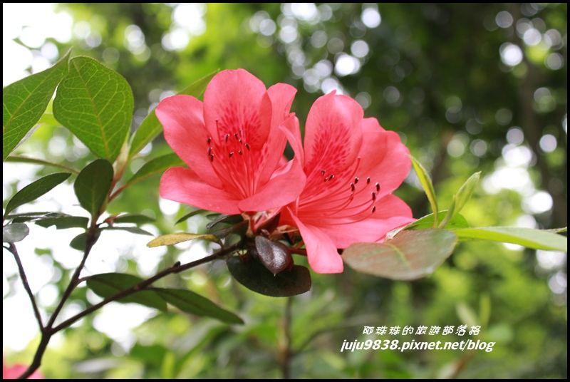 齋明寺古道34.JPG 齋明寺古道34.JPG