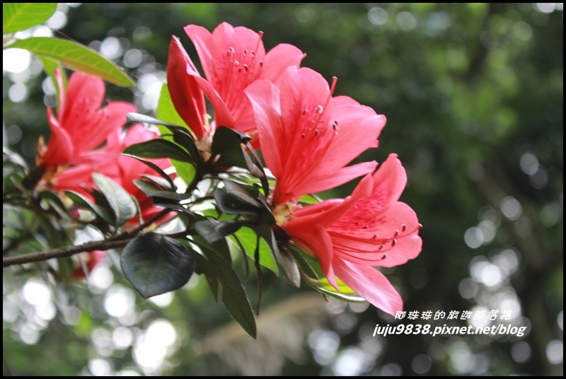 齋明寺古道36.JPG 齋明寺古道36.JPG