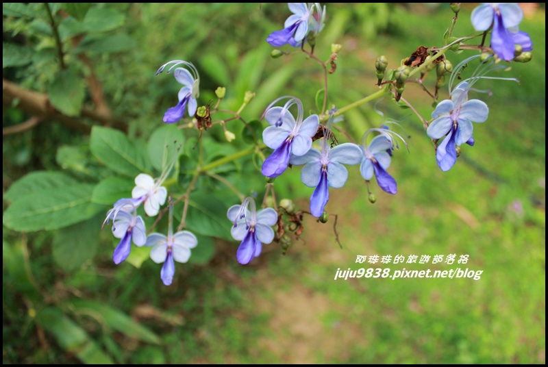 齋明寺古道43.JPG 齋明寺古道43.JPG