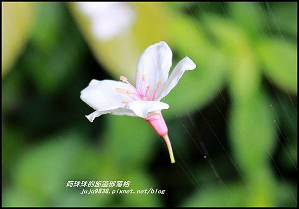 大九芎3.JPG 大九芎3.JPG