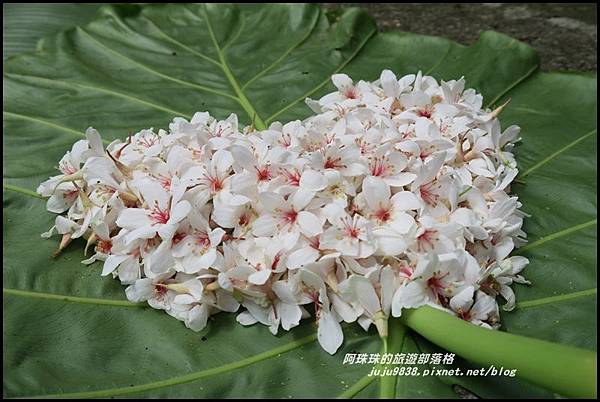 大九芎32.JPG 大九芎32.JPG