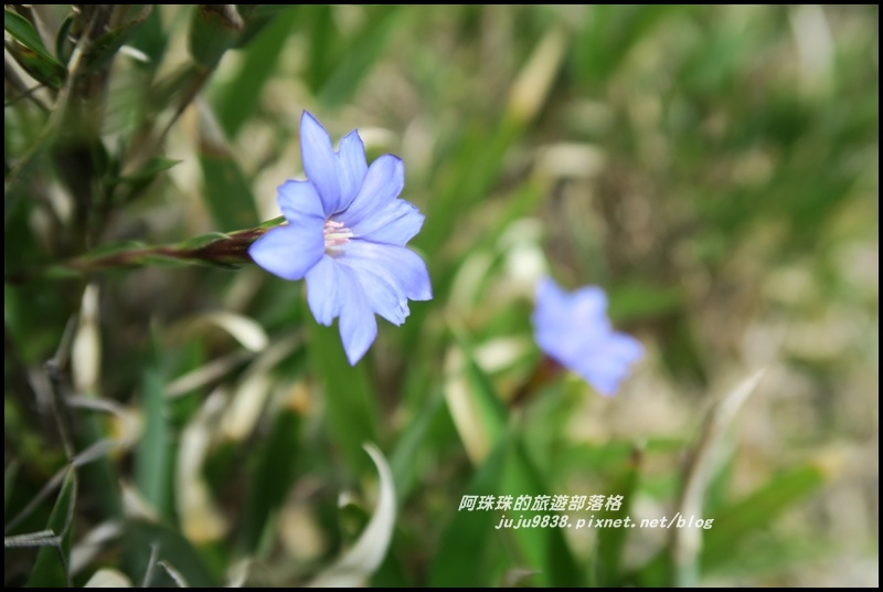 合歡東峰8.JPG 合歡東峰8.JPG