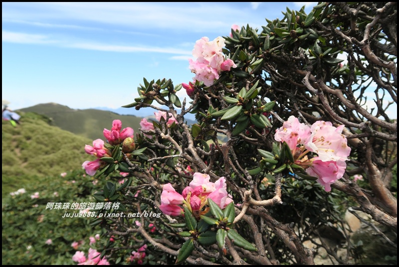 合歡東峰28.JPG 合歡東峰28.JPG