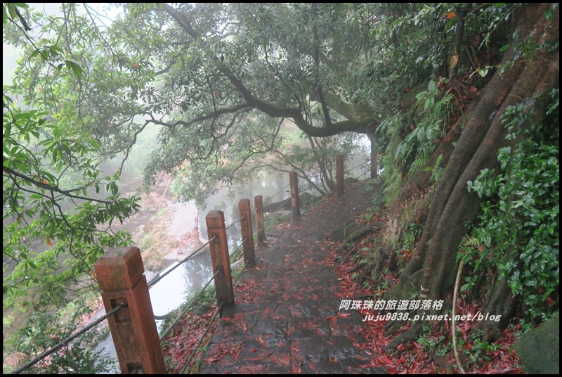 竹子湖繡球花1.JPG 竹子湖繡球花1.JPG