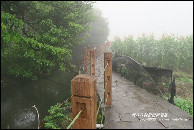 竹子湖繡球花2.JPG 竹子湖繡球花2.JPG