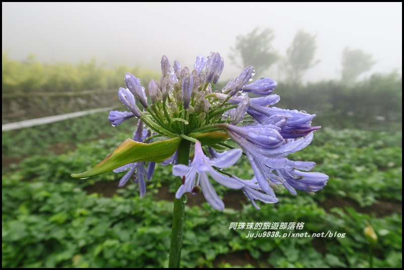 竹子湖繡球花3.JPG