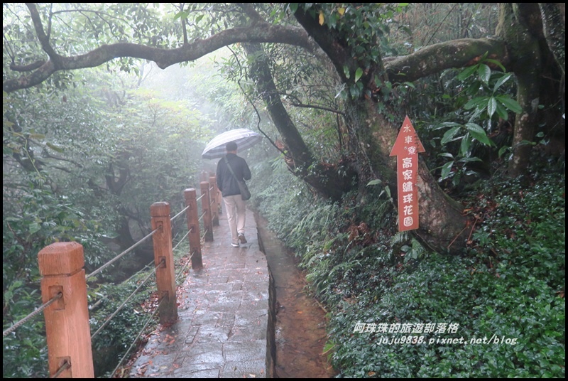 竹子湖繡球花4.JPG 竹子湖繡球花4.JPG