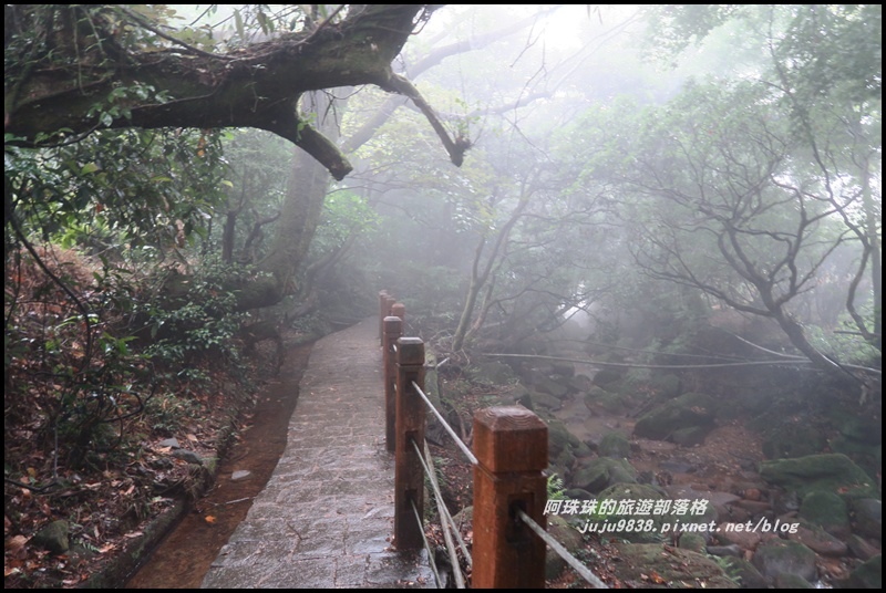 竹子湖繡球花5.JPG 竹子湖繡球花5.JPG