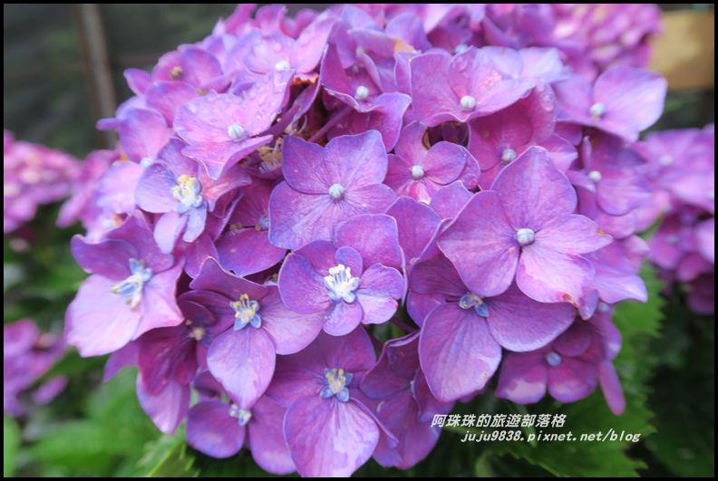 竹子湖繡球花8.JPG 竹子湖繡球花8.JPG