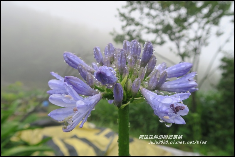 竹子湖繡球花7.JPG 竹子湖繡球花7.JPG