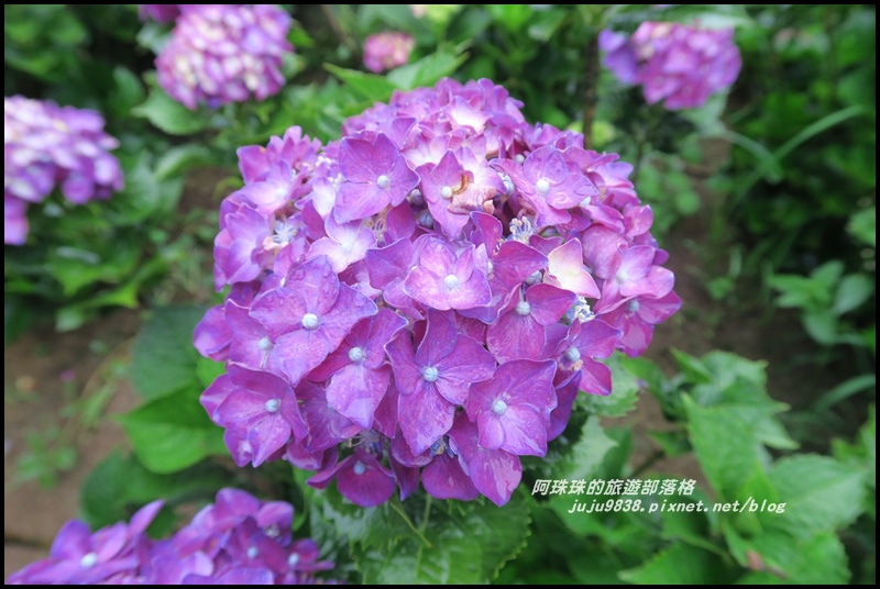 竹子湖繡球花10.JPG 竹子湖繡球花10.JPG