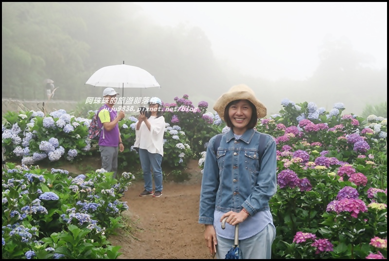 竹子湖繡球花9.JPG 竹子湖繡球花9.JPG