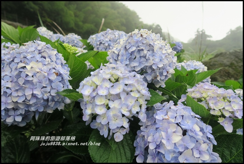 竹子湖繡球花11.JPG 竹子湖繡球花11.JPG