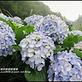 竹子湖繡球花11.JPG