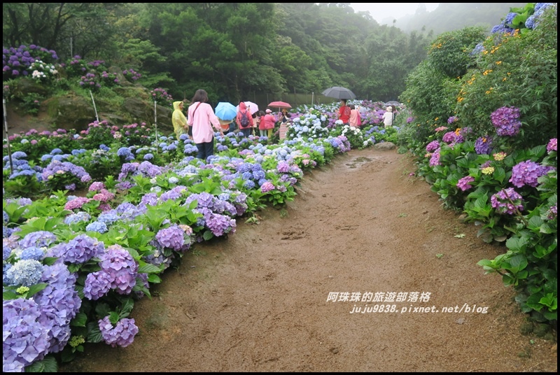 竹子湖繡球花12.JPG 竹子湖繡球花12.JPG