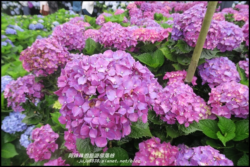 竹子湖繡球花13.JPG