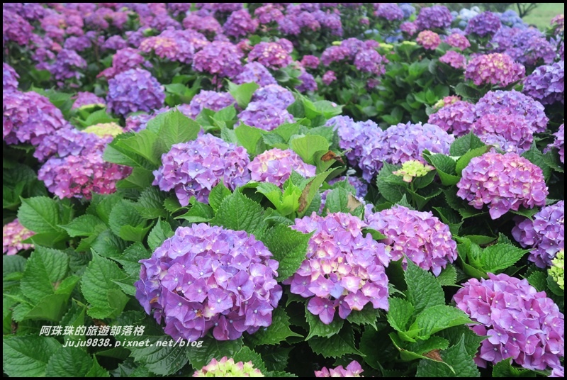 竹子湖繡球花14.JPG 竹子湖繡球花14.JPG