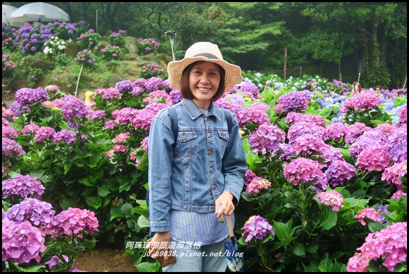 竹子湖繡球花17.JPG 竹子湖繡球花17.JPG