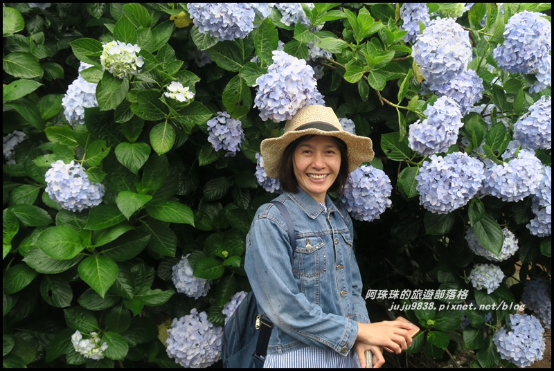 竹子湖繡球花16.JPG 竹子湖繡球花16.JPG