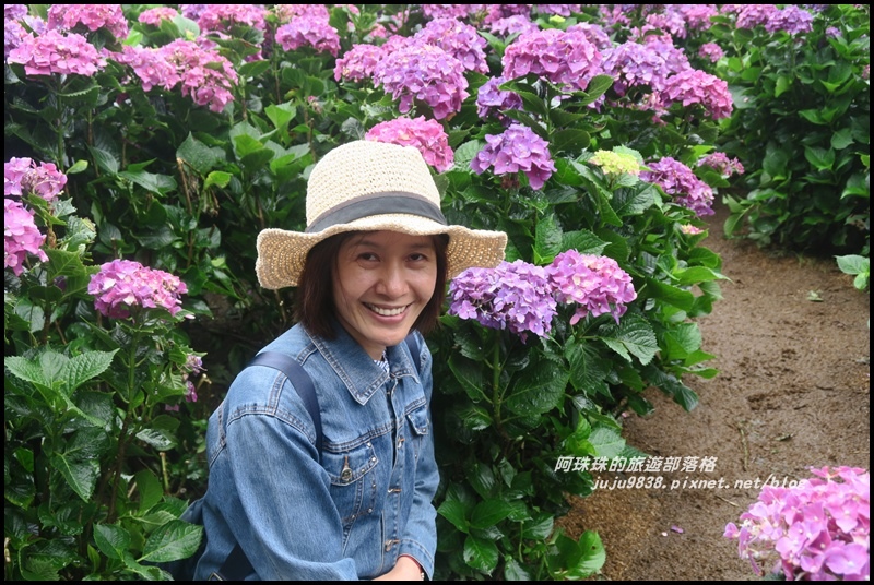 竹子湖繡球花18.JPG 竹子湖繡球花18.JPG