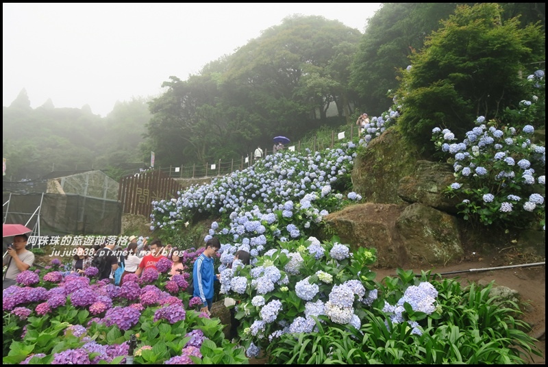 竹子湖繡球花20.JPG