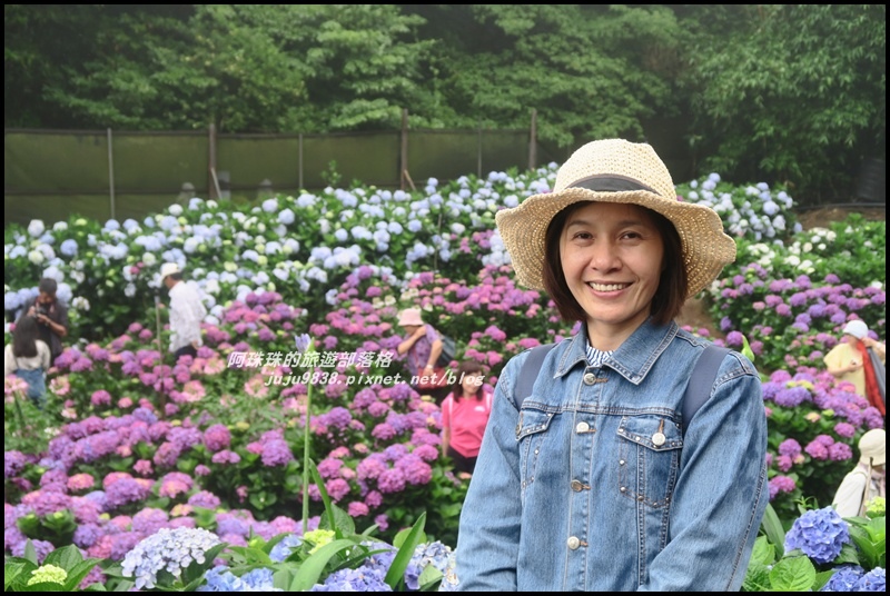 竹子湖繡球花21.JPG 竹子湖繡球花21.JPG