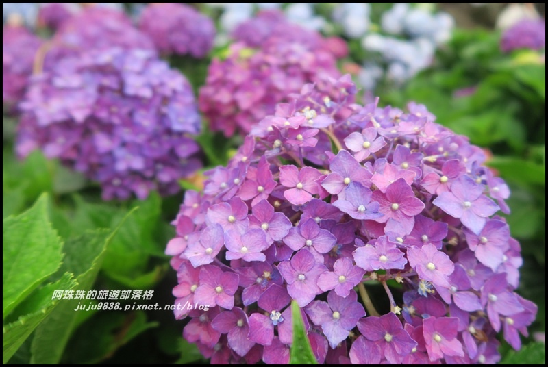 竹子湖繡球花22.JPG 竹子湖繡球花22.JPG