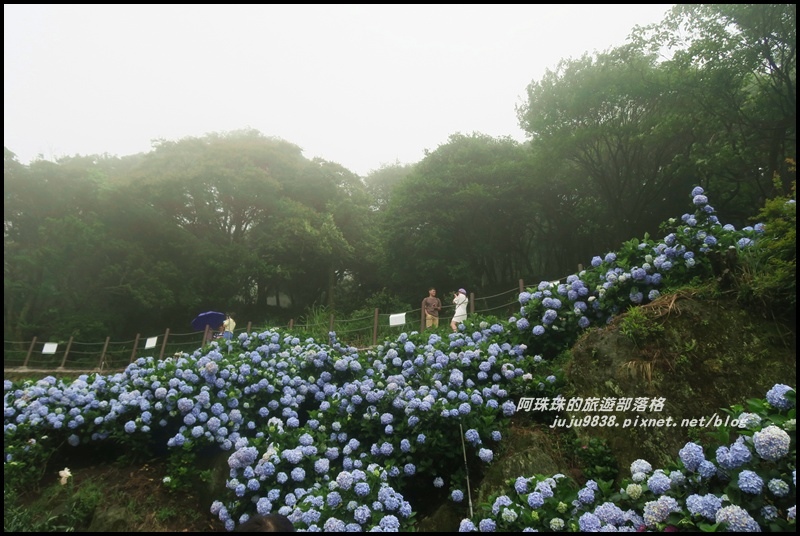 竹子湖繡球花23.JPG