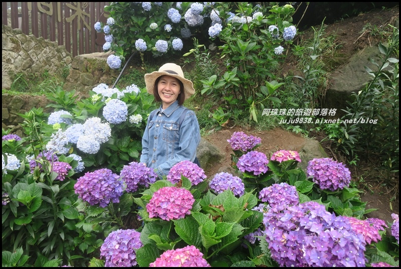 竹子湖繡球花24.JPG 竹子湖繡球花24.JPG